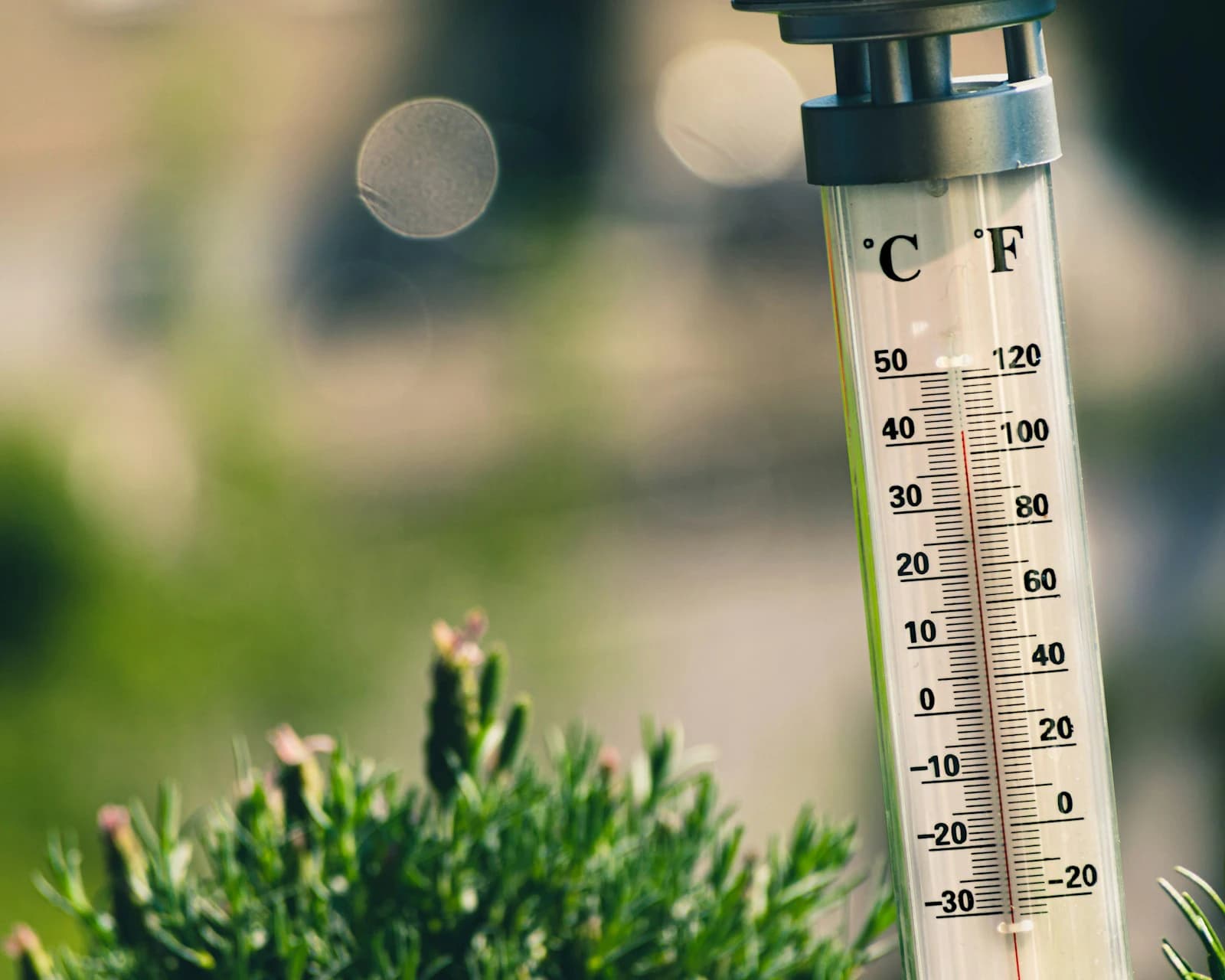 Thermometer reading 41 degrees Celsius against a blurred plant